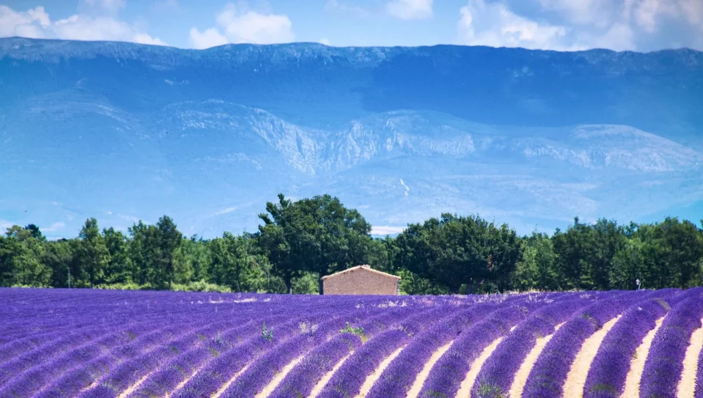 Jardin Epicure - Provence Lavender honey