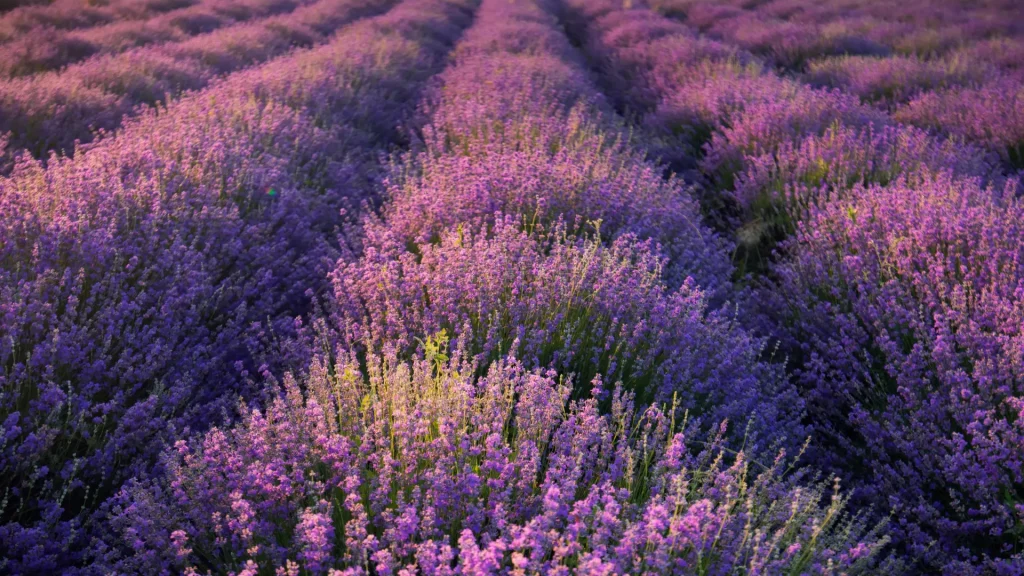 Lavender files Provence honey France French honey