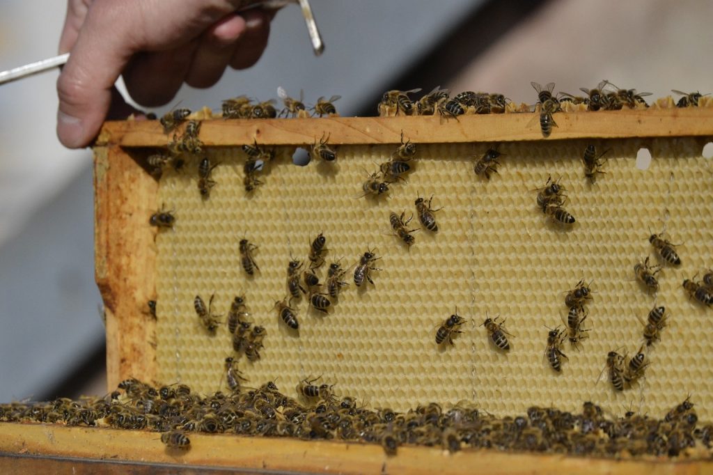 honey bee, the hive, bee-keeping-3744527.jpg