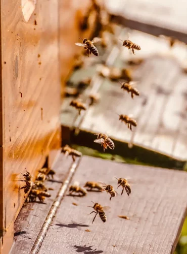 Jardin Epicure Miel Honey Abeille Bees Ruche Hive